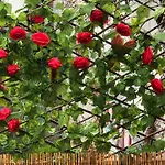 דירה Les Acacias